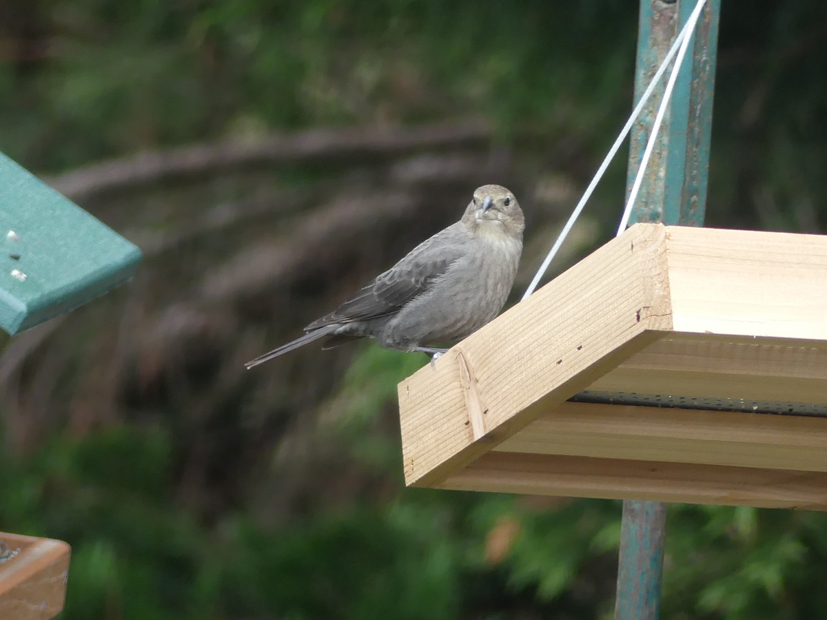 Brown-headed Cowbird - ML647698964