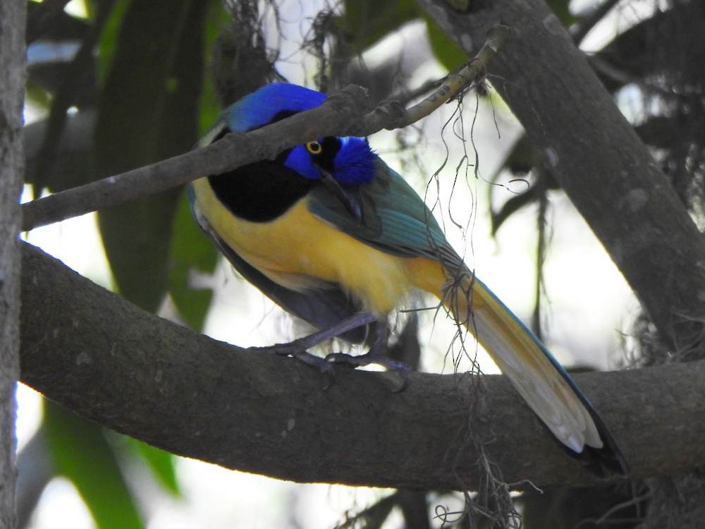 インカサンジャク - ML647698974