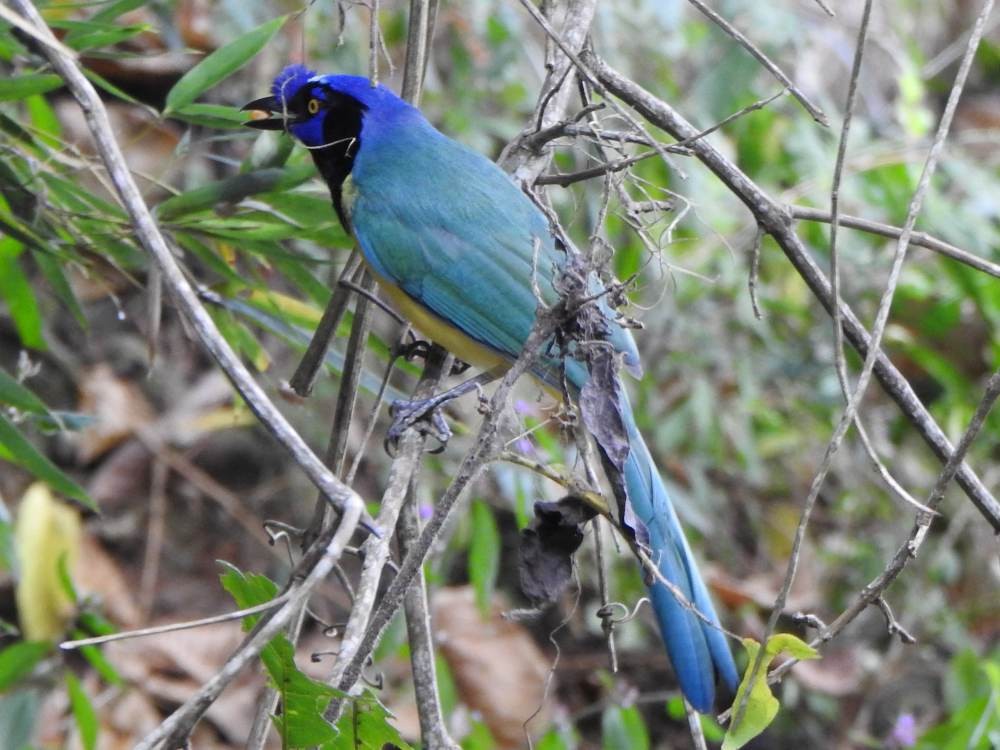 インカサンジャク - ML647698978