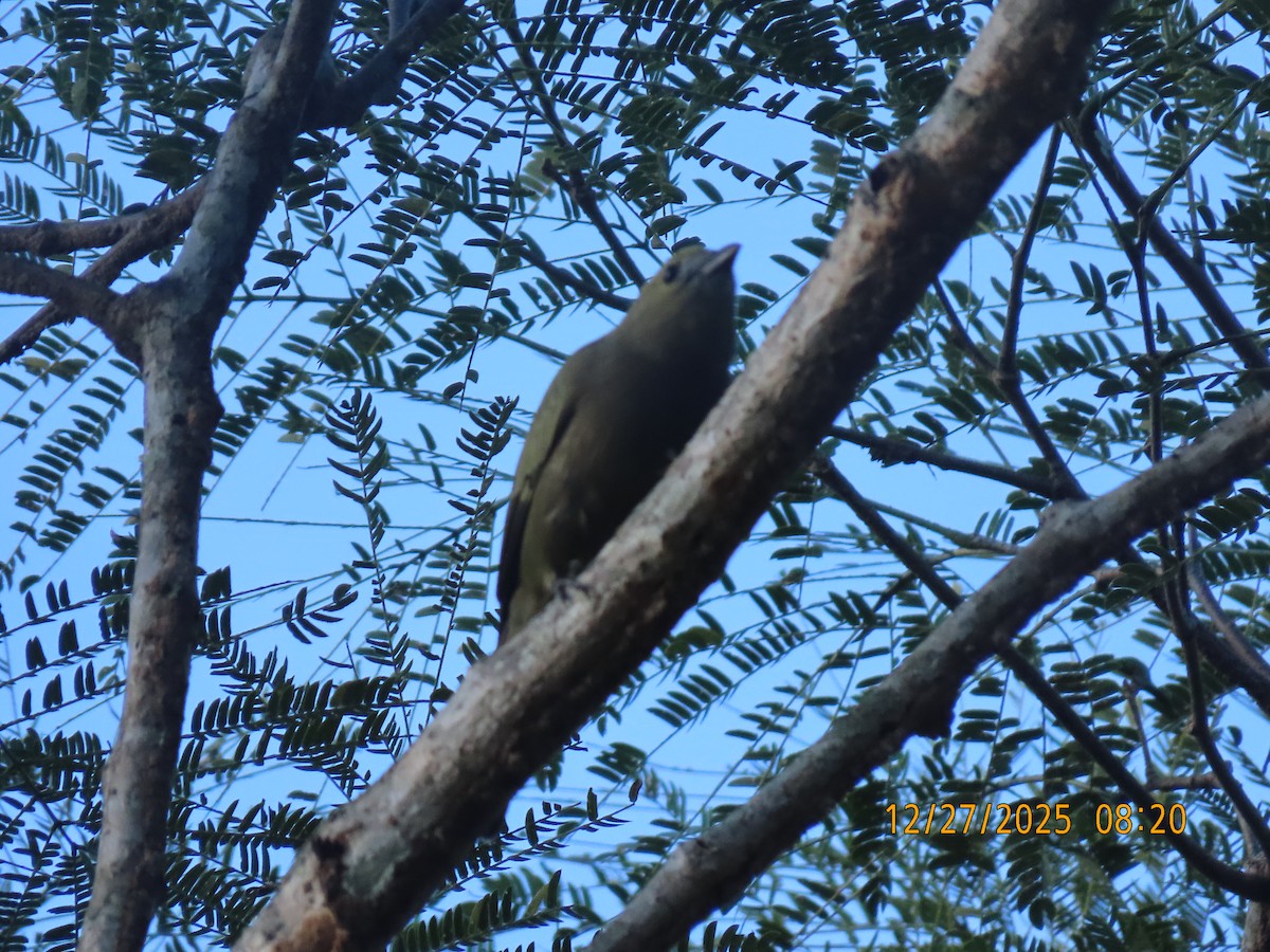 Tangara Palmera - ML647698979