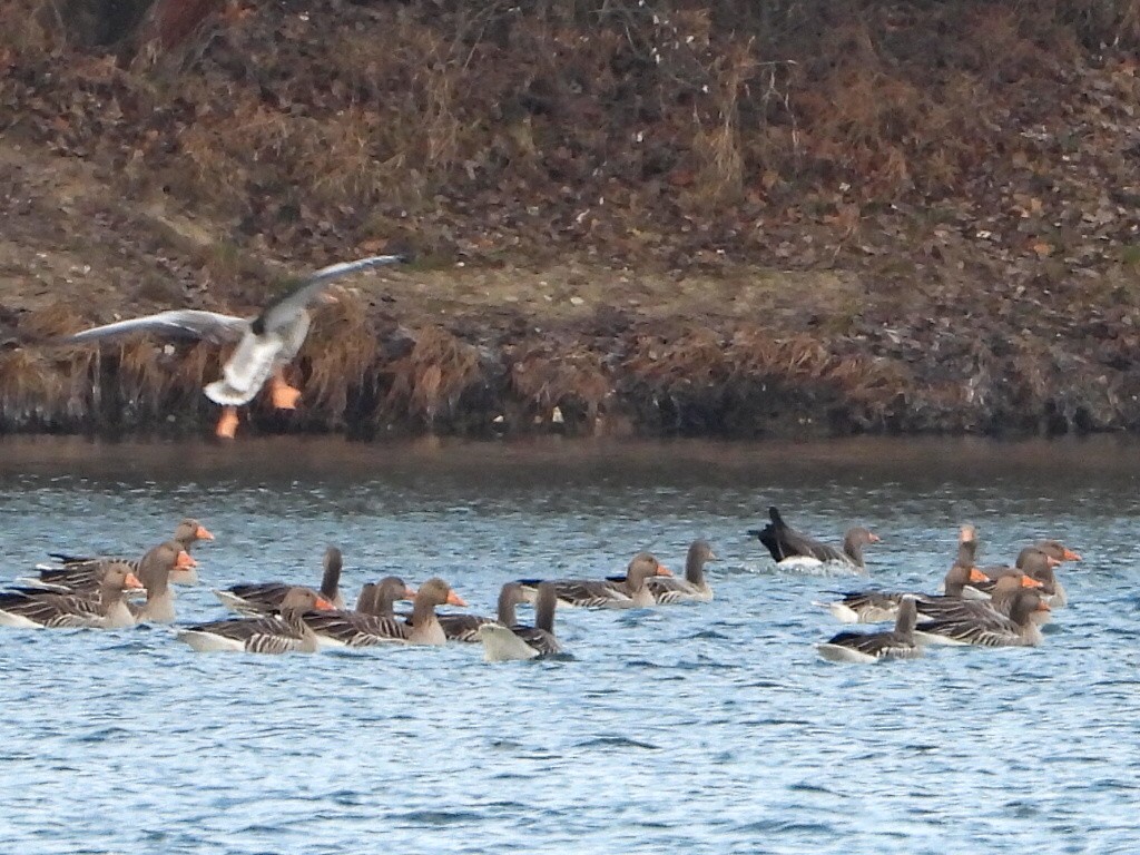 Oie cendrée - ML647698988