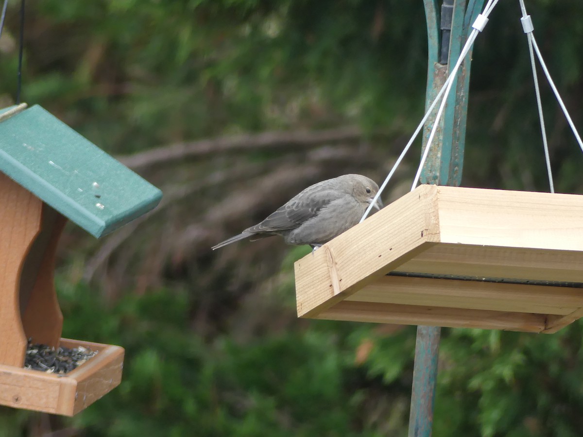 Brown-headed Cowbird - ML647698989