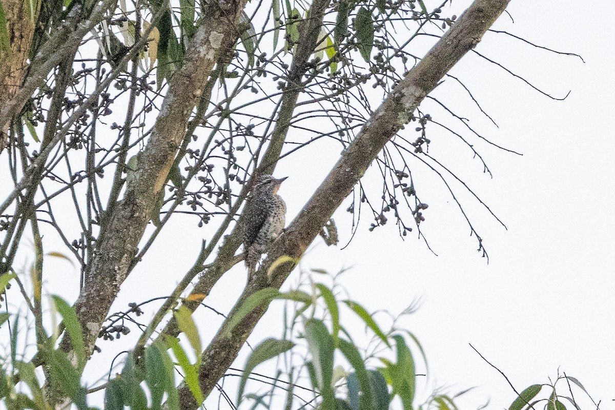 Нубийский дятел - ML647698991