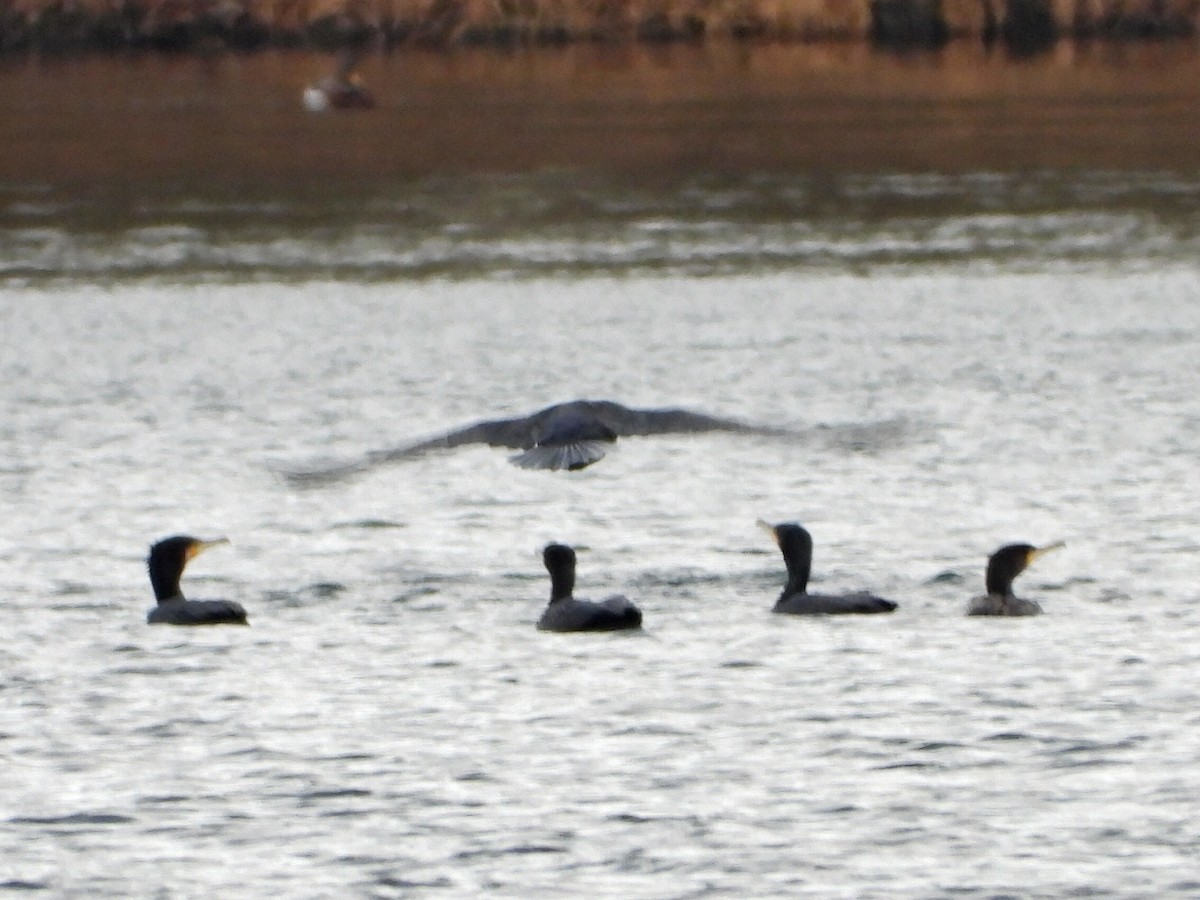 kormorán velký - ML647699004