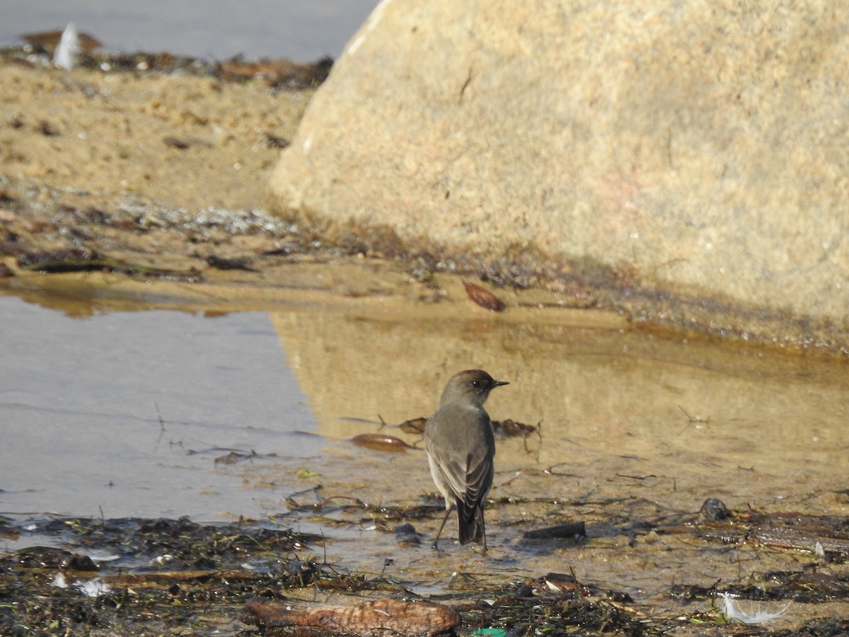 magellanmarktyrann - ML647699023