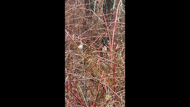 House Sparrow - ML647699056