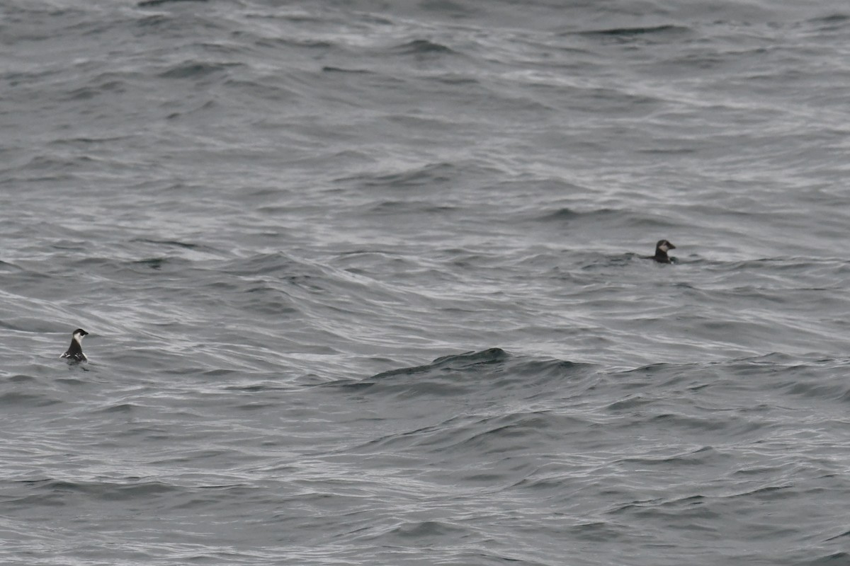 Pottorro txikia - ML647699064