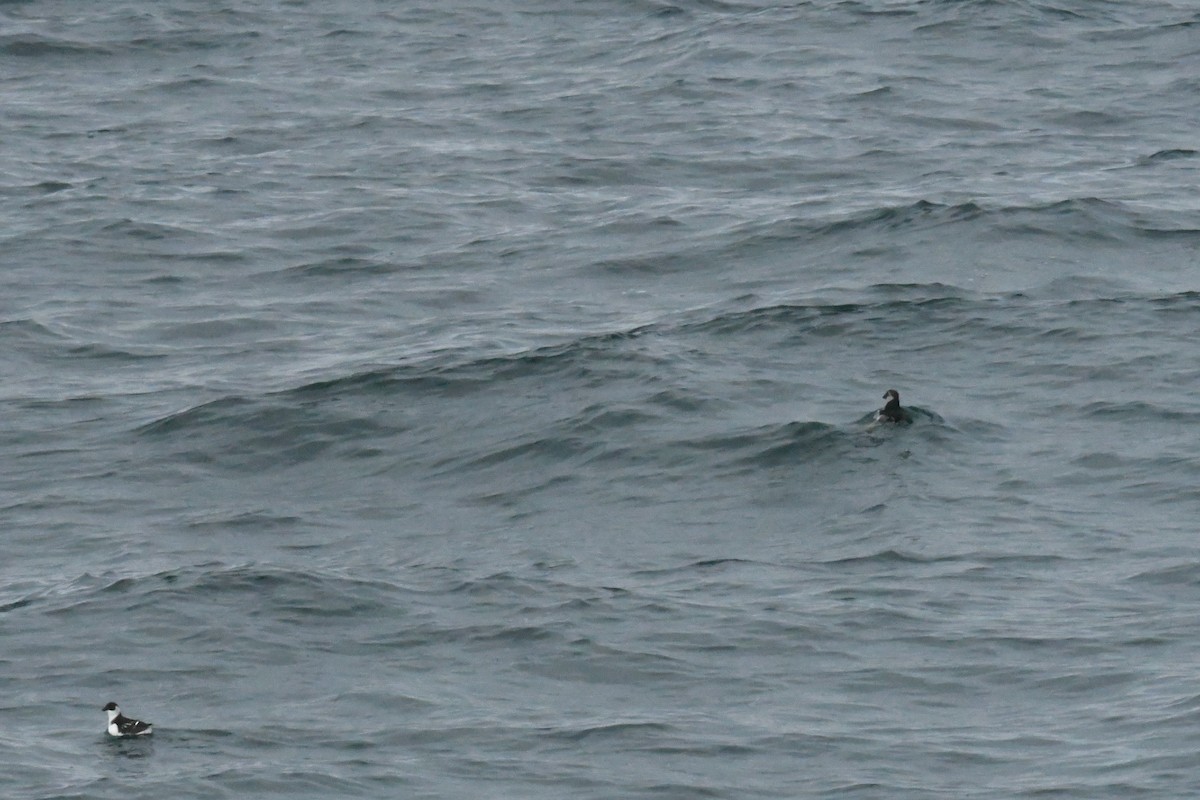 Pottorro txikia - ML647699065