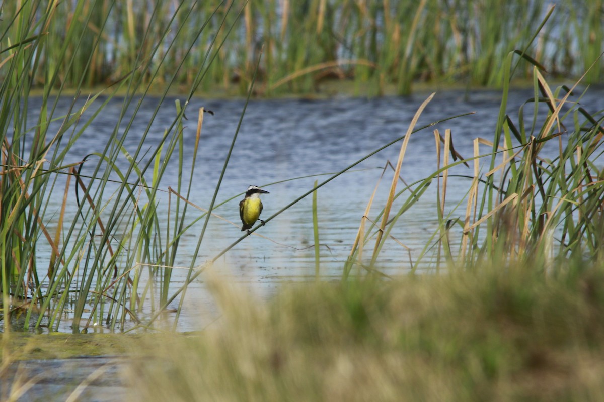 Büyük Kiskadi Tiranı - ML647699072