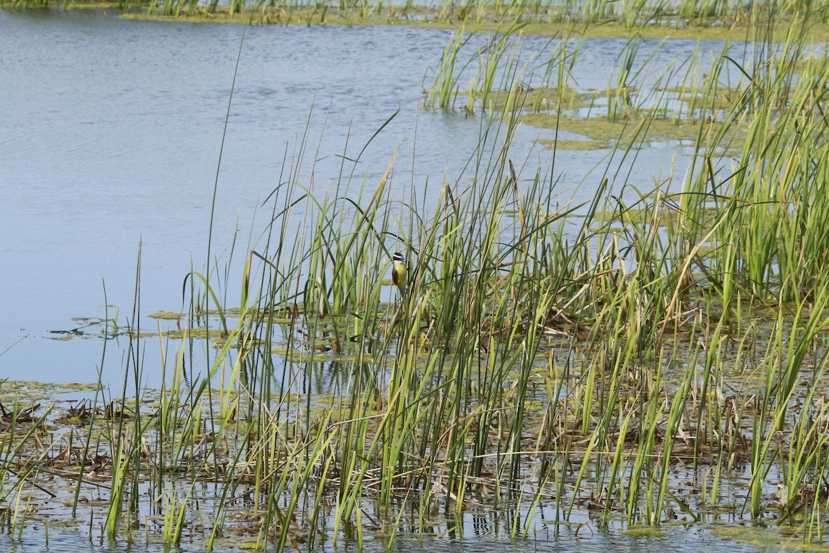 Büyük Kiskadi Tiranı - ML647699074