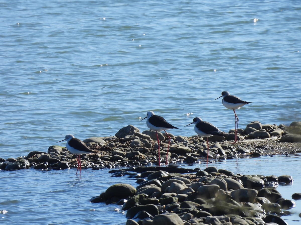 高蹺鴴 - ML647699080