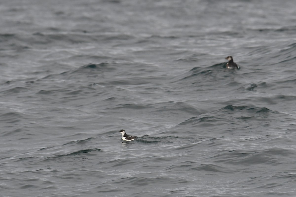 Pottorro txikia - ML647699088