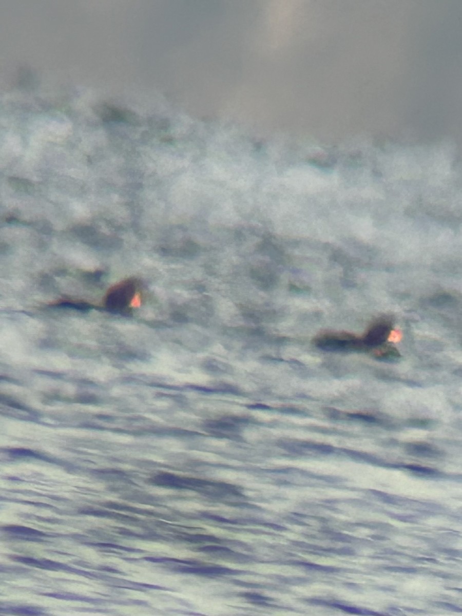 Black Scoter - ML647699140