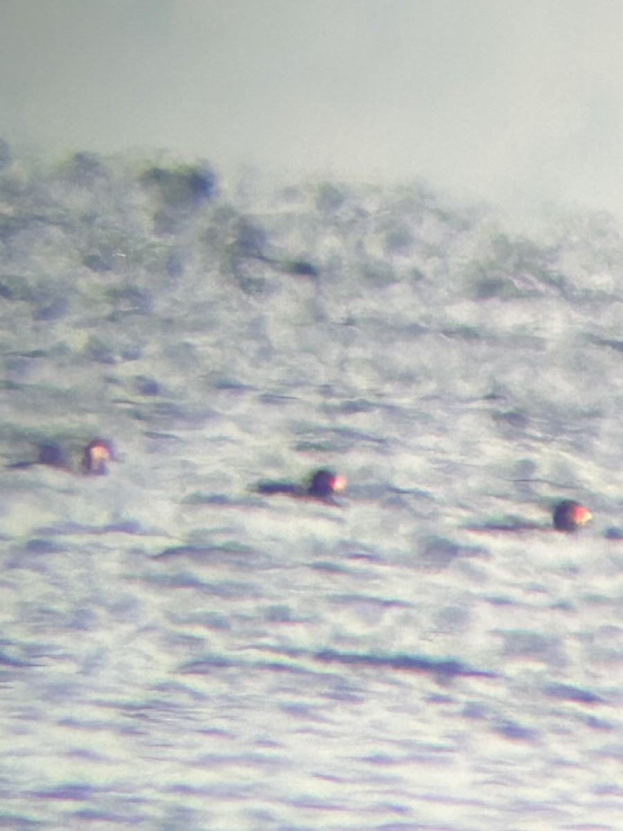 Black Scoter - ML647699141