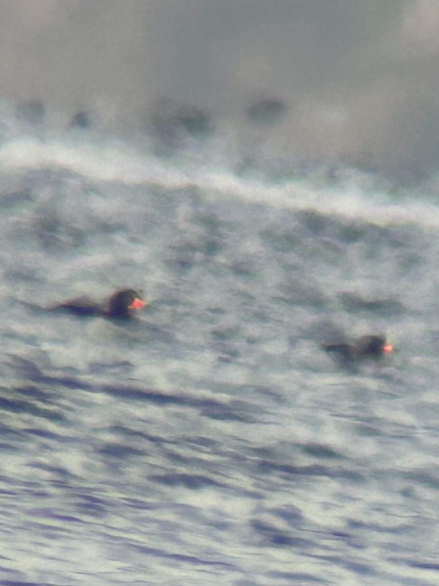 Black Scoter - ML647699142