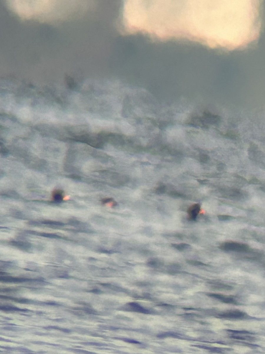 Black Scoter - ML647699143