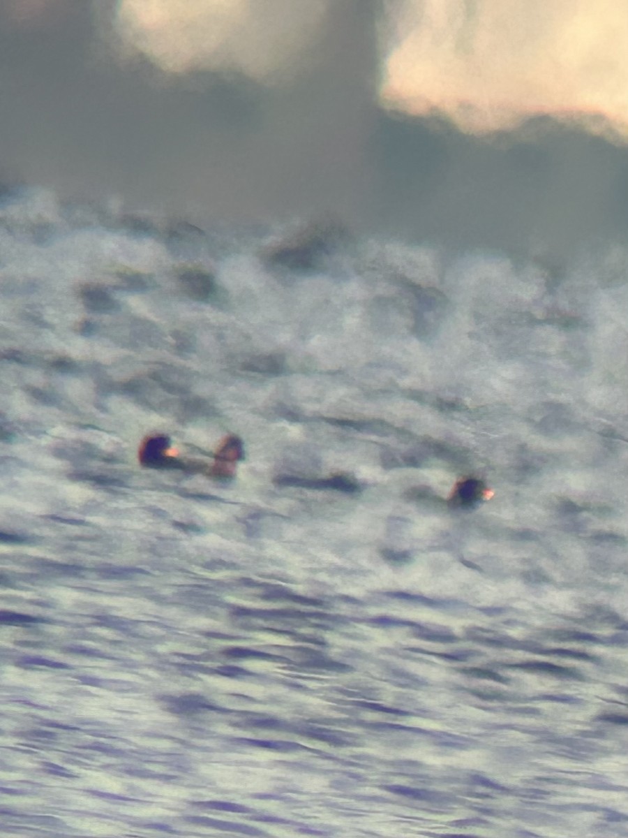 Black Scoter - ML647699144