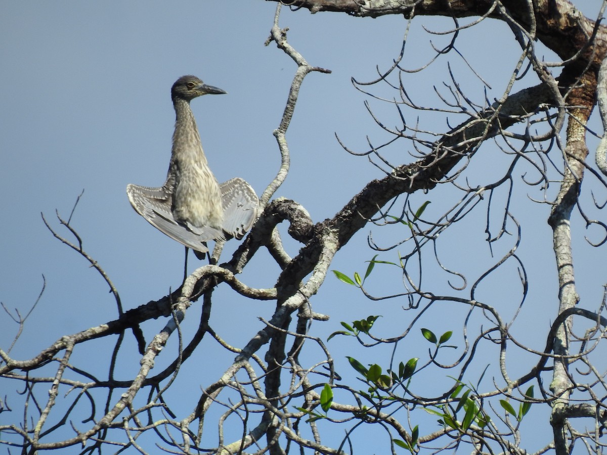 Yellow-crowned Night Heron - ML647699146