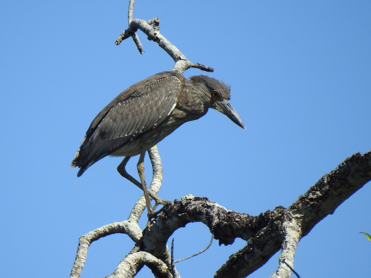 Yellow-crowned Night Heron - ML647699150