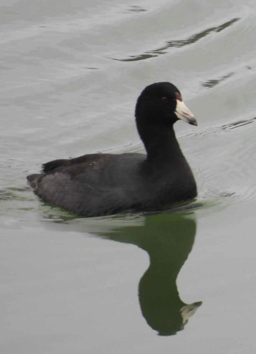 Лиска американська - ML647699153