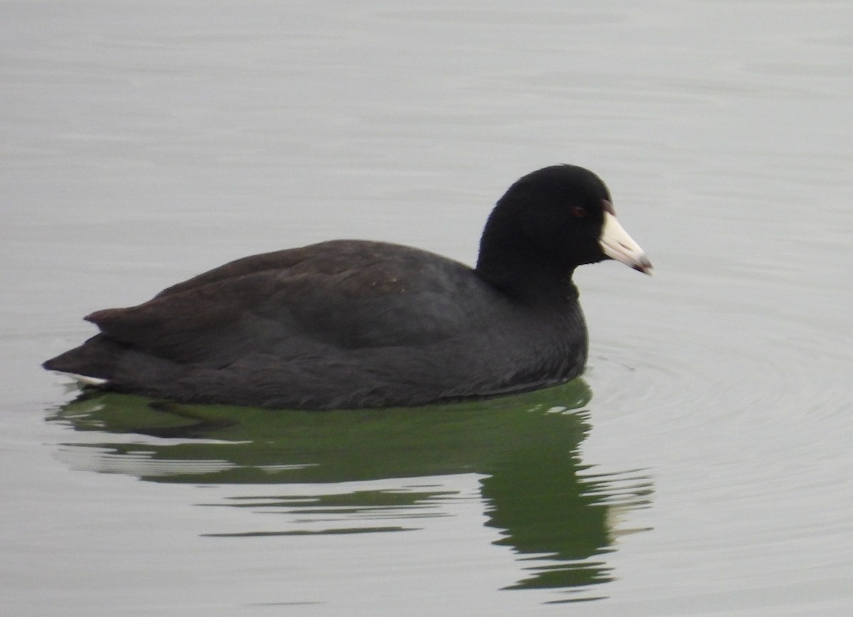 Лиска американська - ML647699154