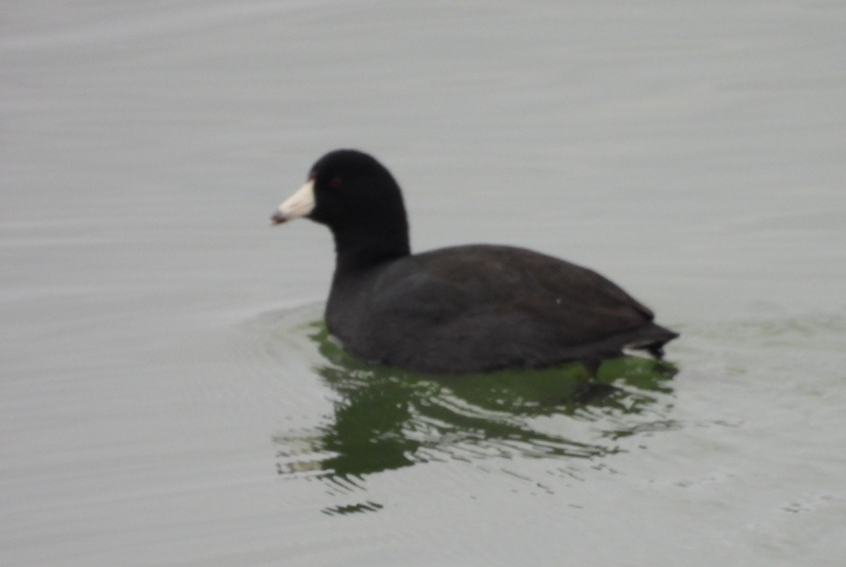 Лиска американська - ML647699155