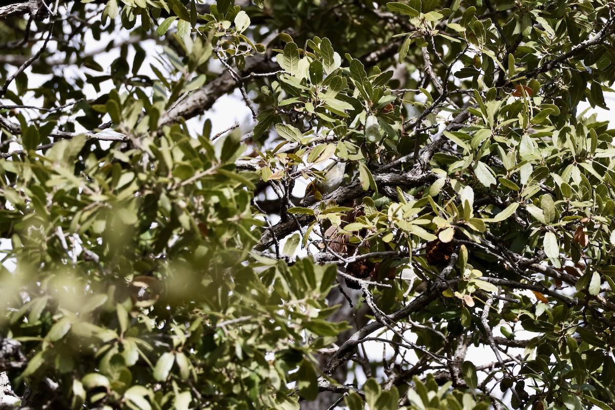 Olive Warbler - ML647699170