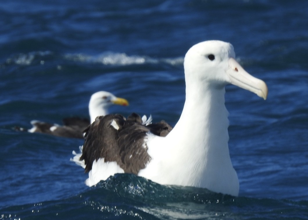 Northern Royal Albatross - ML647699232