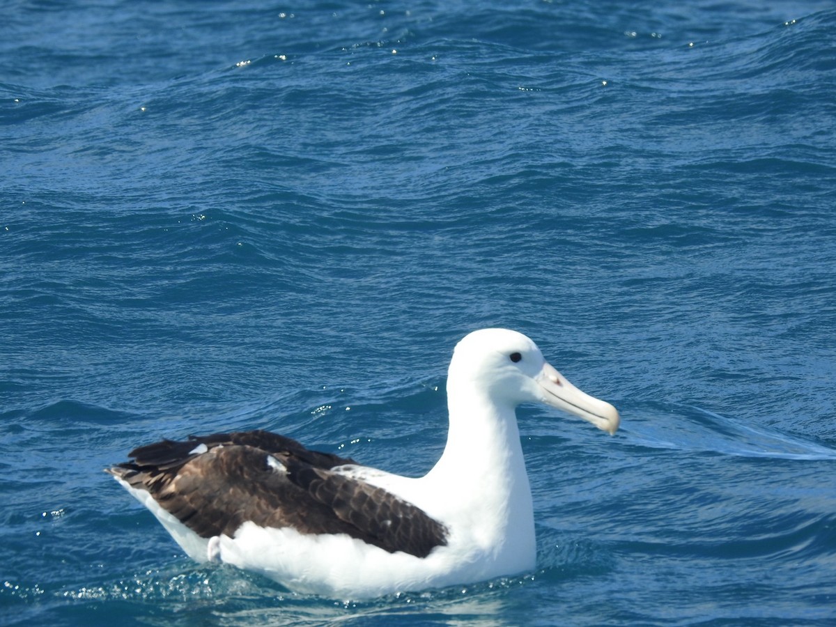 Northern Royal Albatross - ML647699233