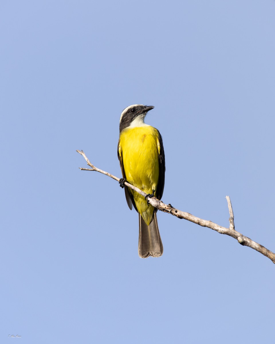 Rotscheitel-Maskentyrann - ML647699247