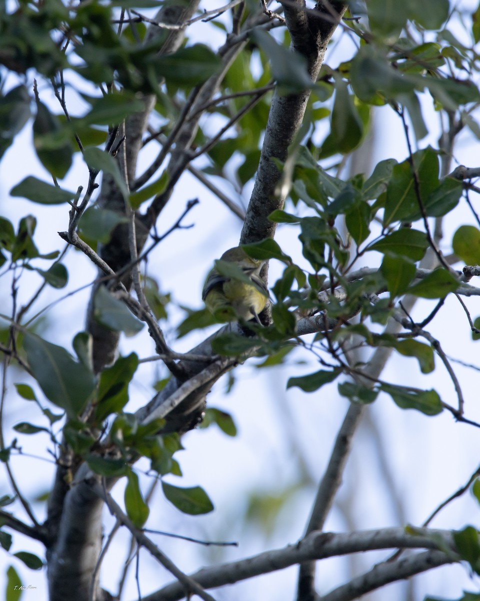 Weißaugenvireo - ML647699257