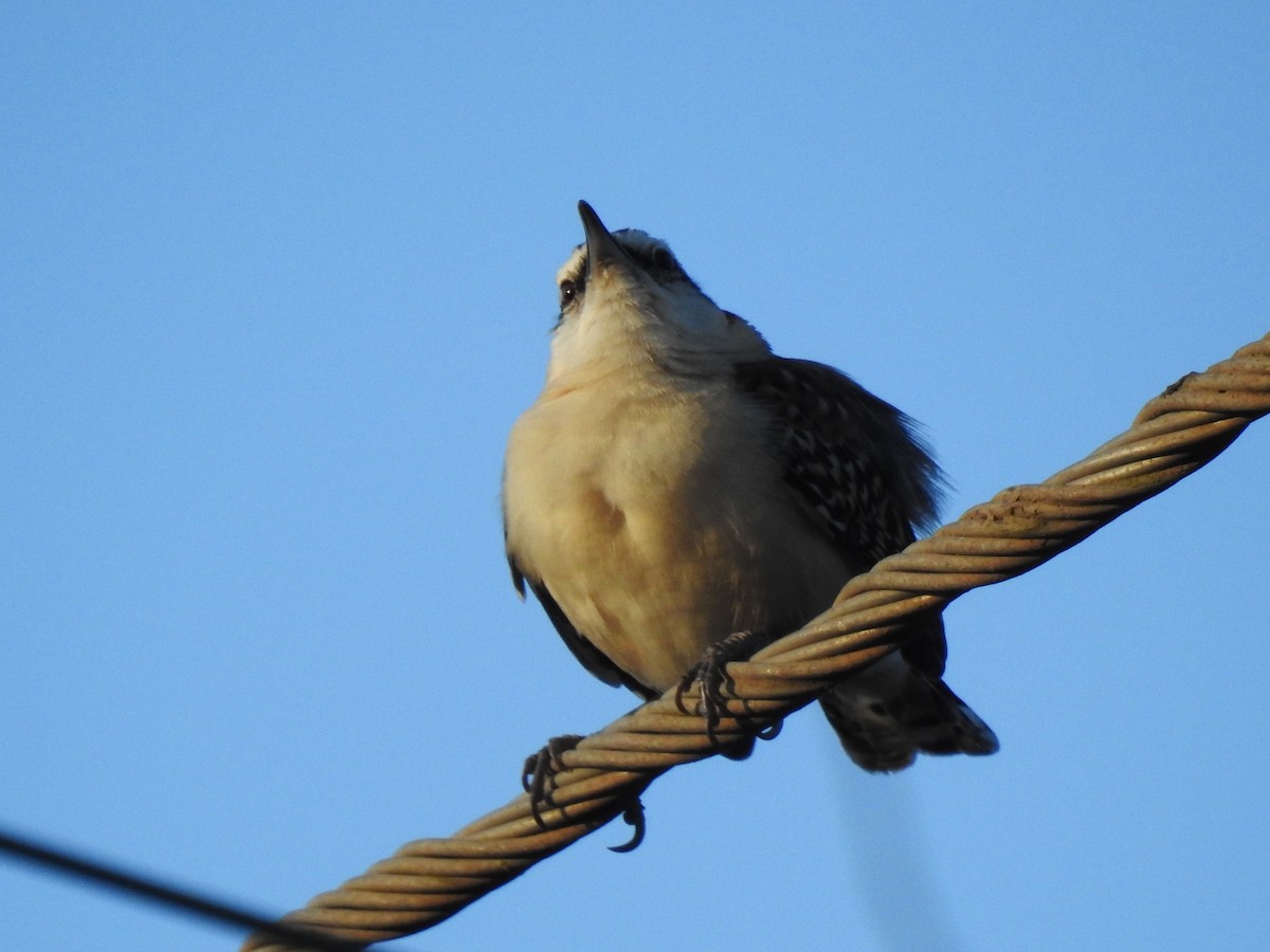 Rufous-backed Wren - ML647699263
