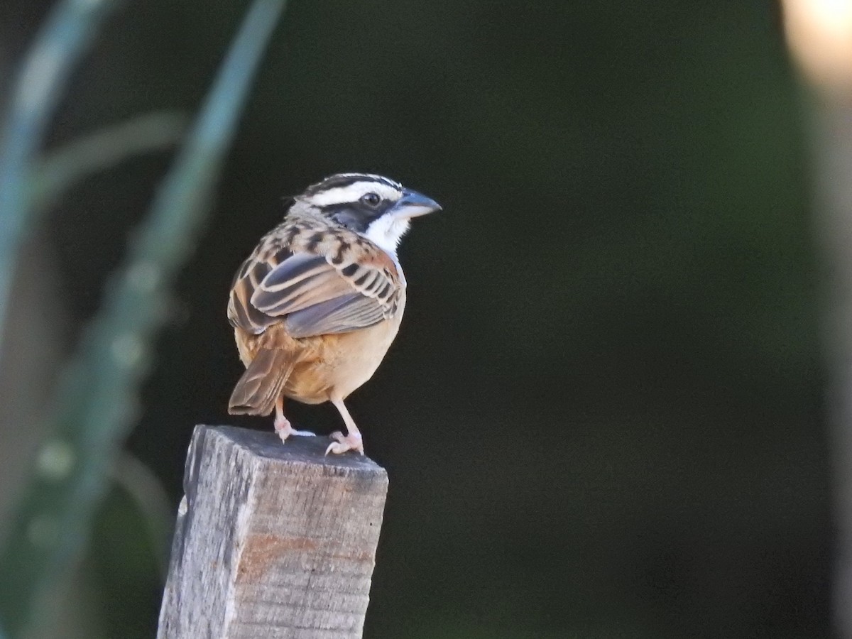 Stripe-headed Sparrow - ML647699268