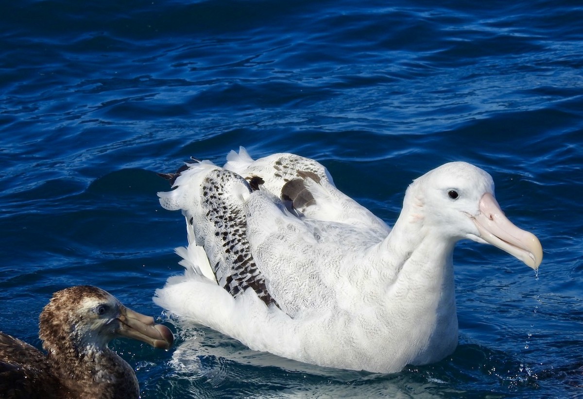 Antipodean Albatross (Gibson's) - ML647699270