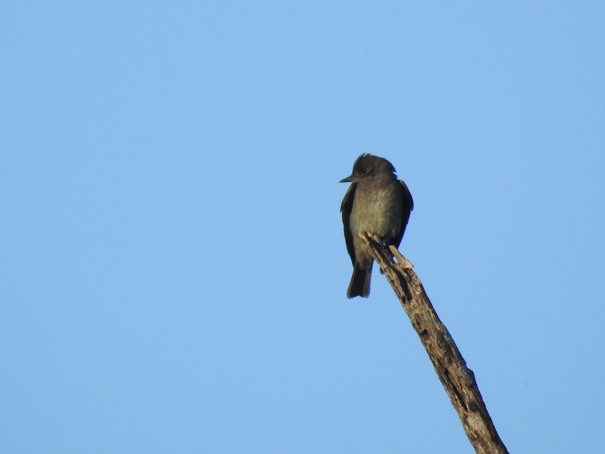 Western Wood-Pewee - ML647699276