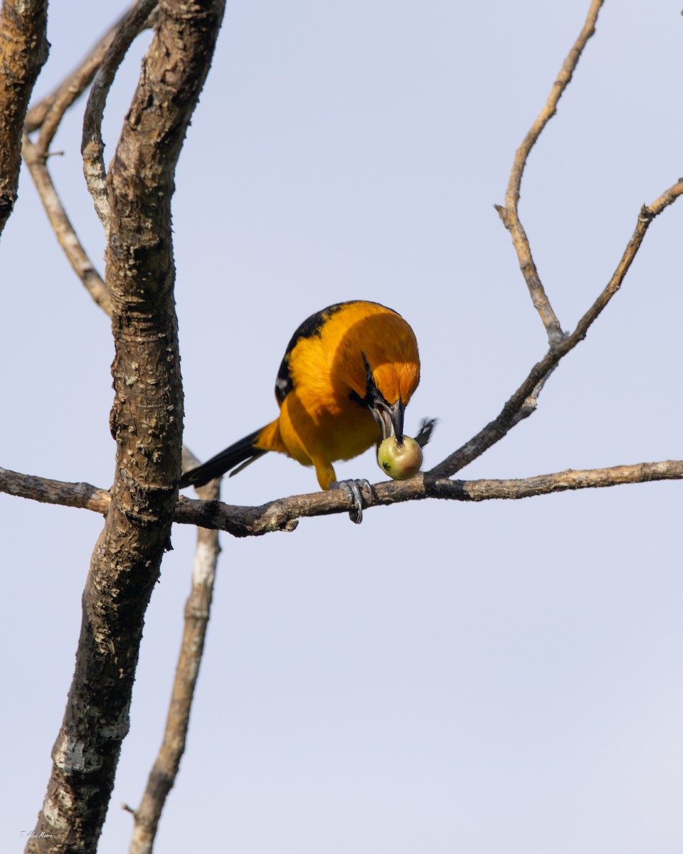 Altamira Oriole - ML647699277