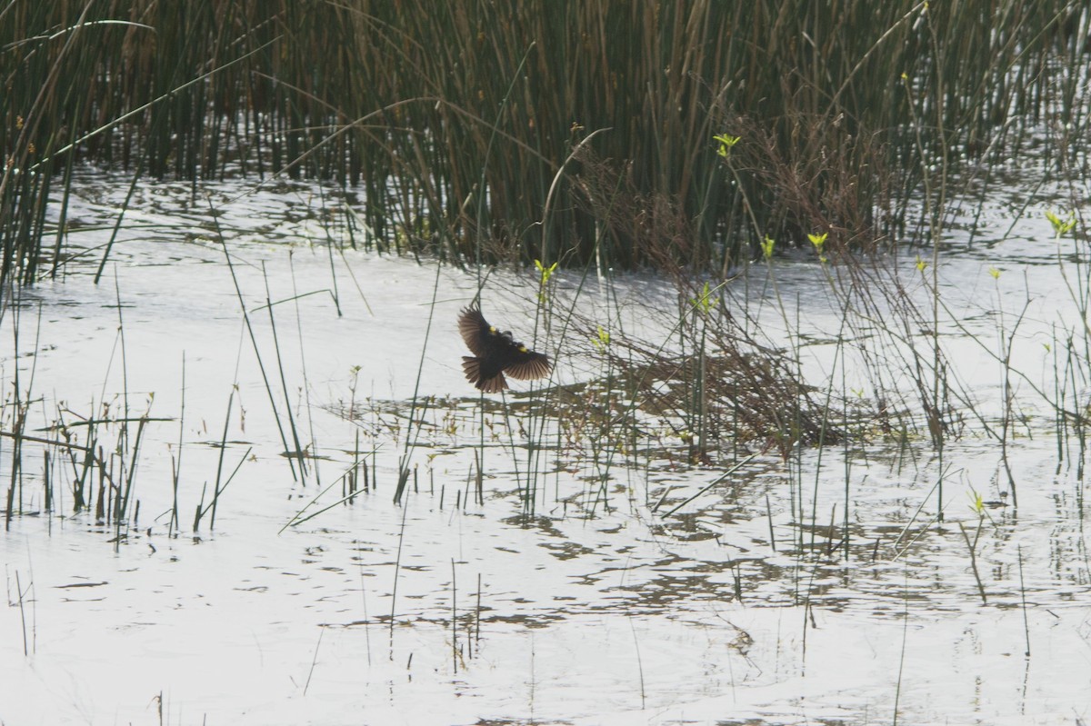 Yellow-winged Blackbird - ML647699282