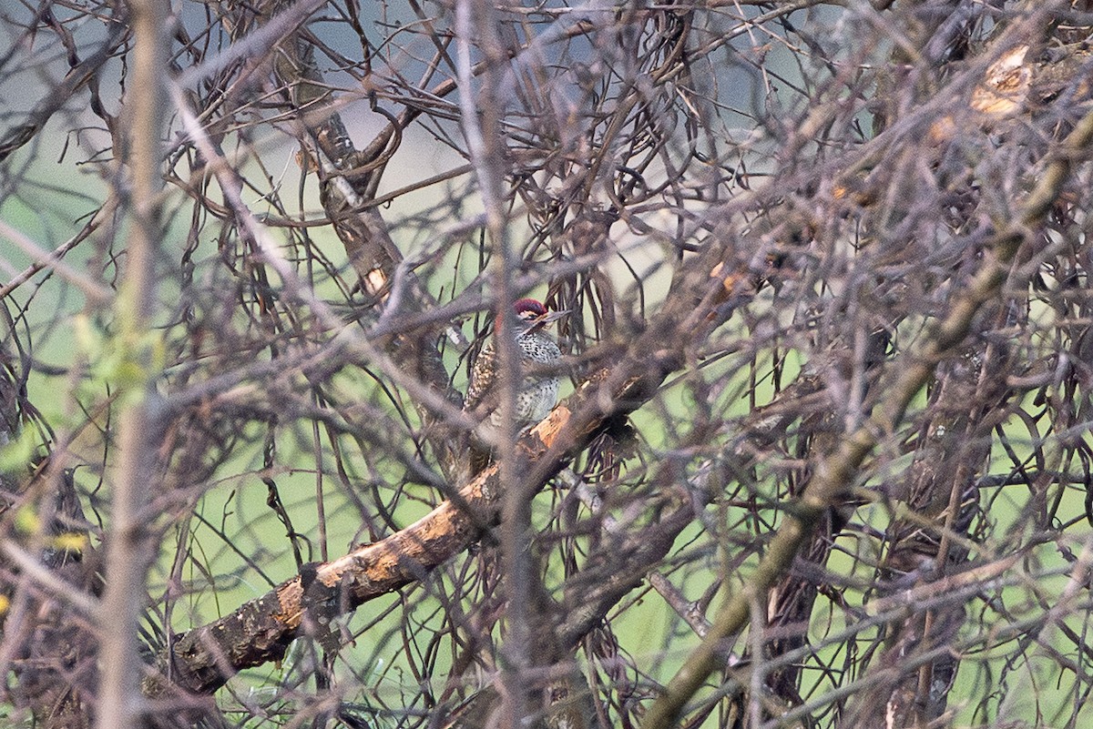 Нубийский дятел - ML647699283