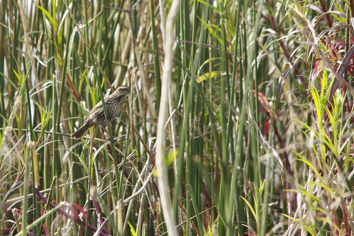 Yellow-winged Blackbird - ML647699285