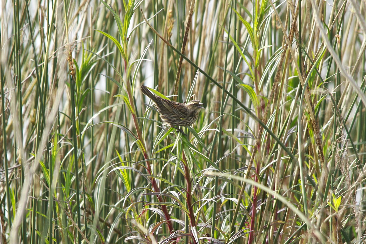 Yellow-winged Blackbird - ML647699286