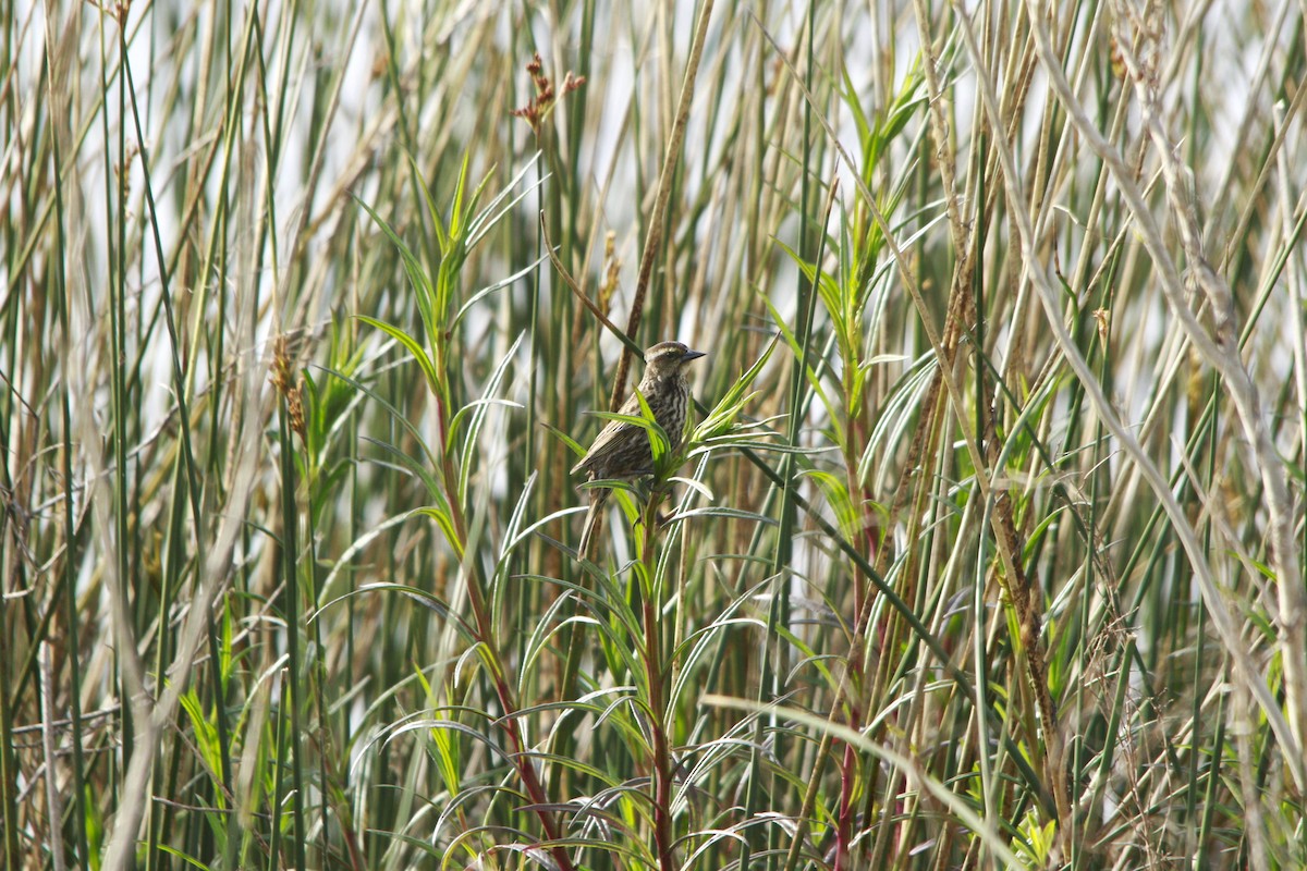 Yellow-winged Blackbird - ML647699287
