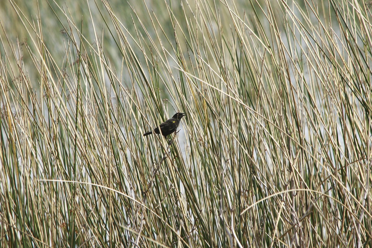 Yellow-winged Blackbird - ML647699288