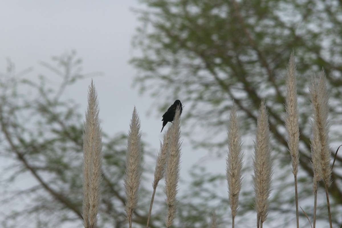 Yellow-winged Blackbird - ML647699289