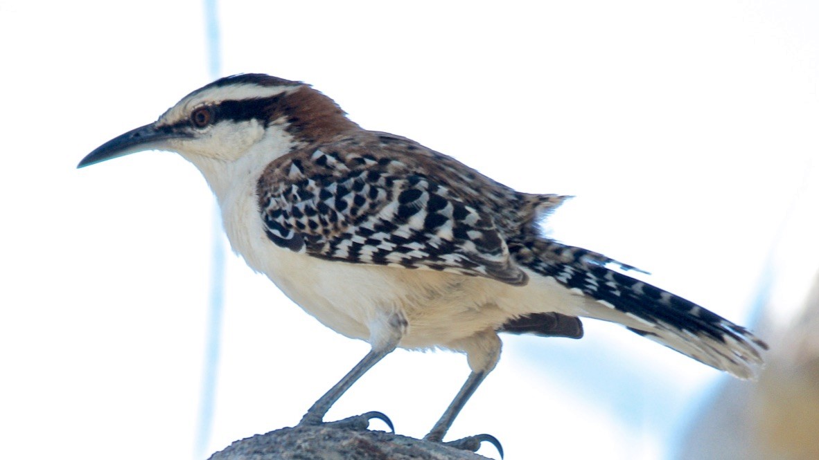 Rufous-backed Wren - ML647699308