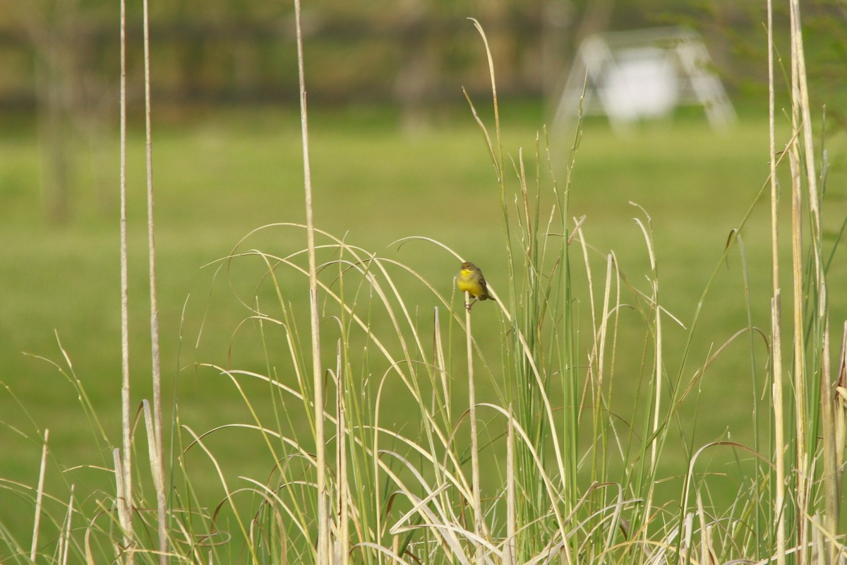 Grassland Yellow-Finch - ML647699344