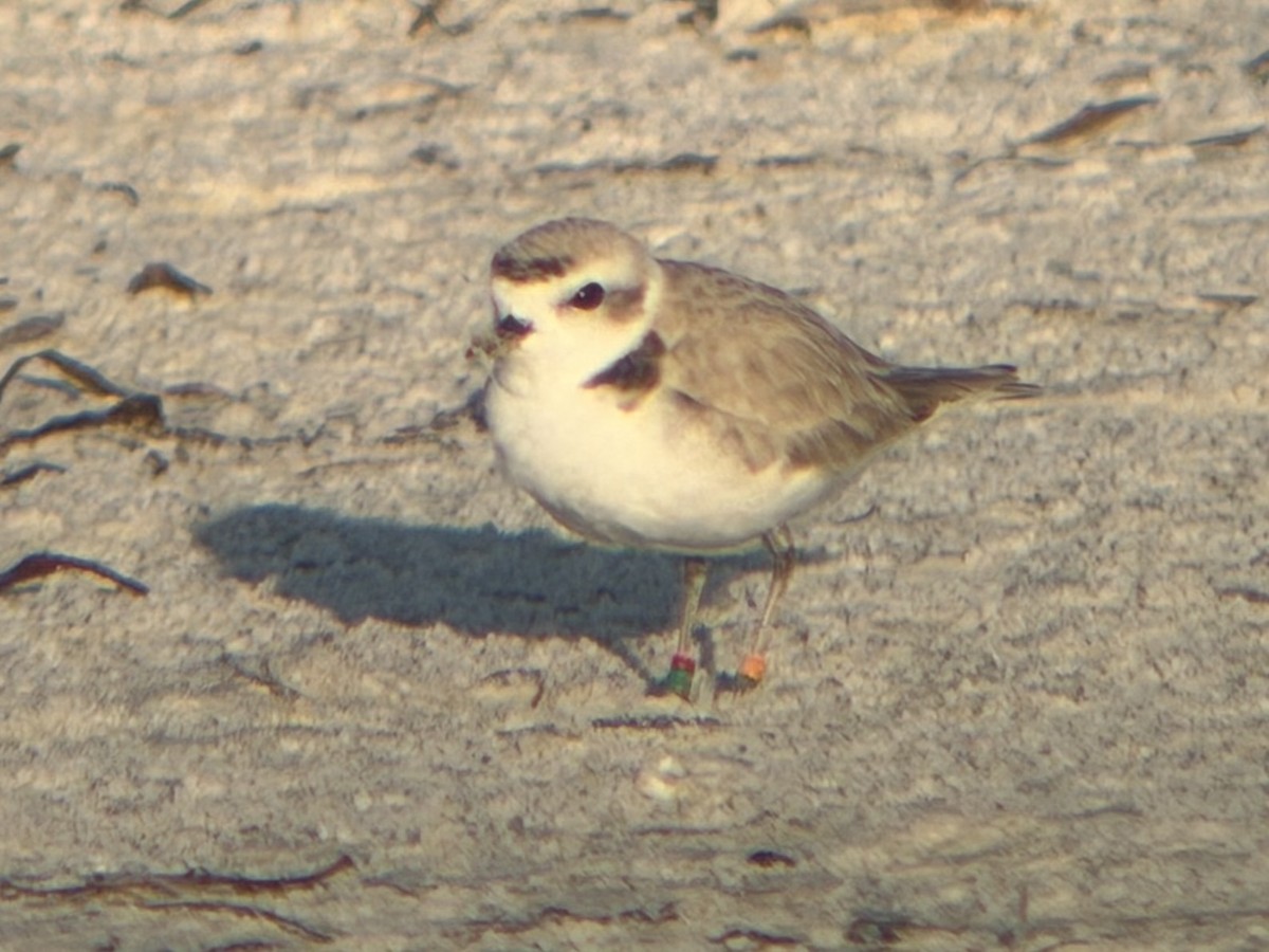 Snowy Plover - ML647699345