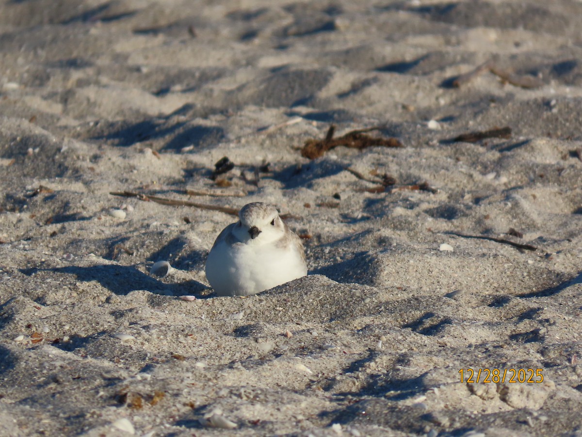 Snowy Plover - ML647699351
