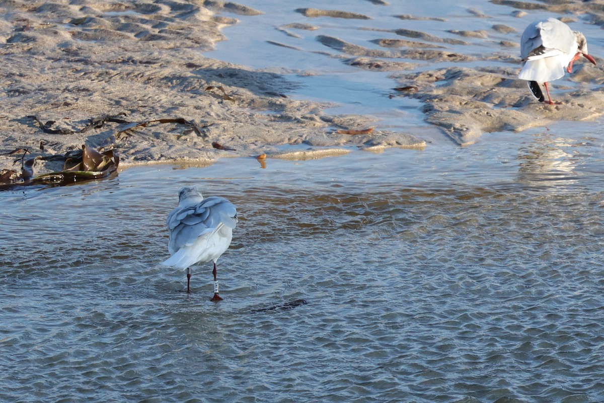 Mediterranean Gull - ML647699394