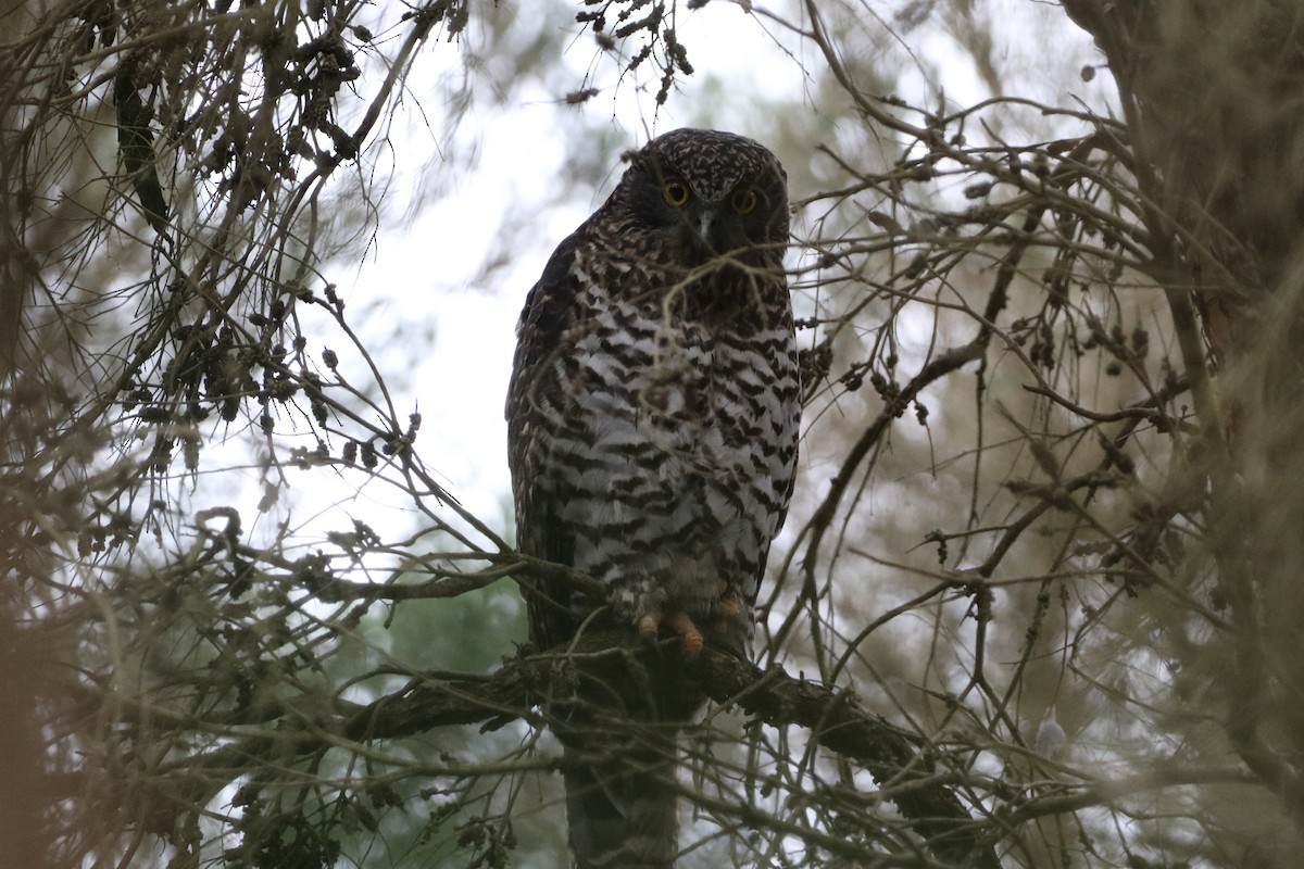 Powerful Owl - ML647699396