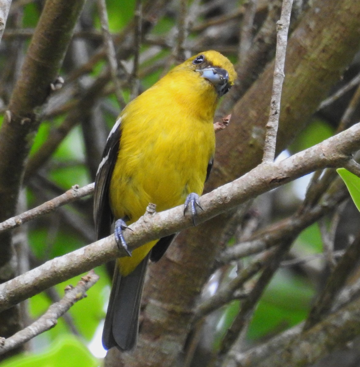 White-winged Tanager - ML647699401